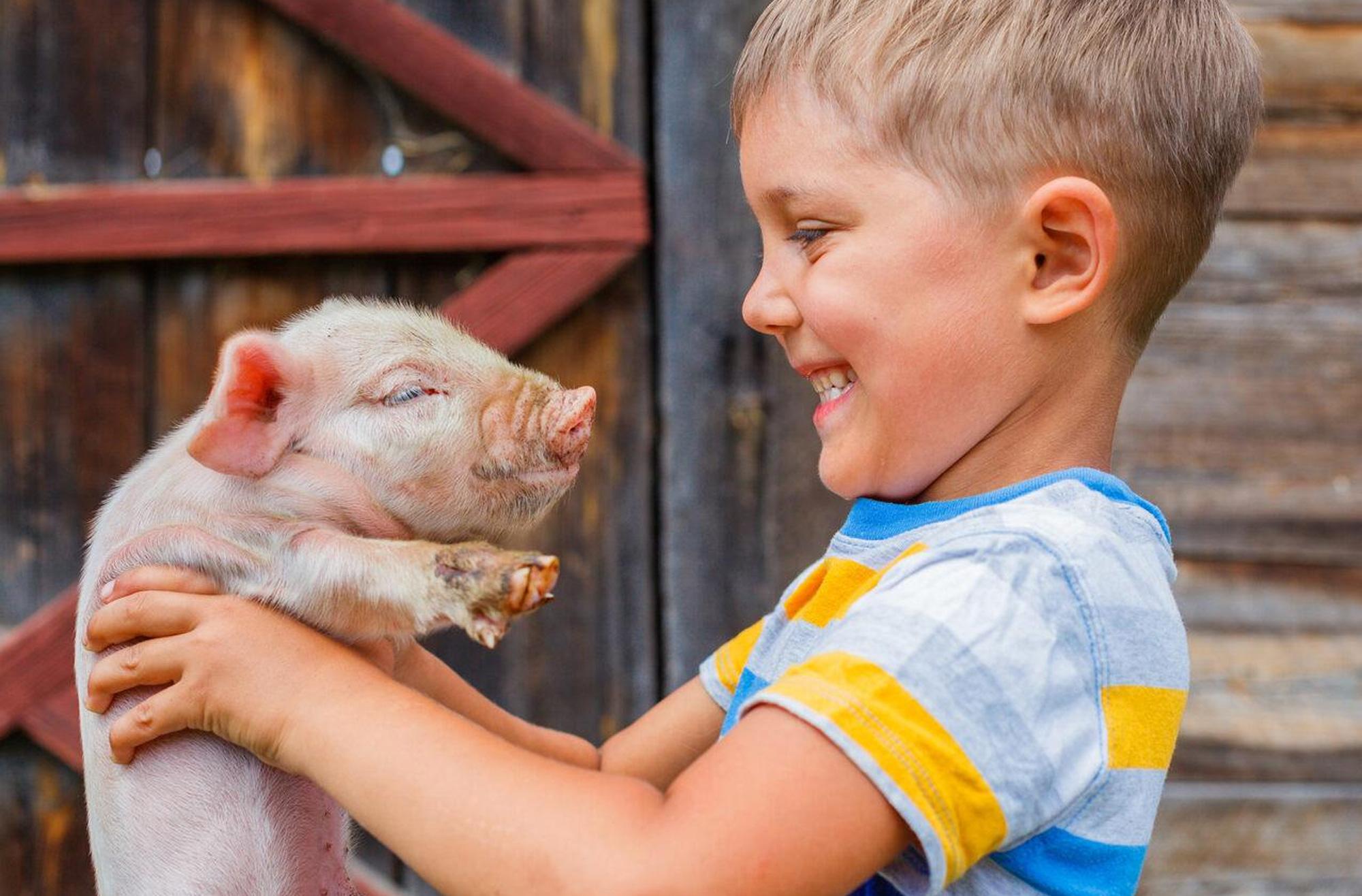 We're not eating Peppa! Preschoolers befriend farm animals