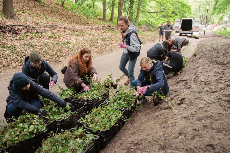 Students and employees from USWPS prepare ivy stock for planting
