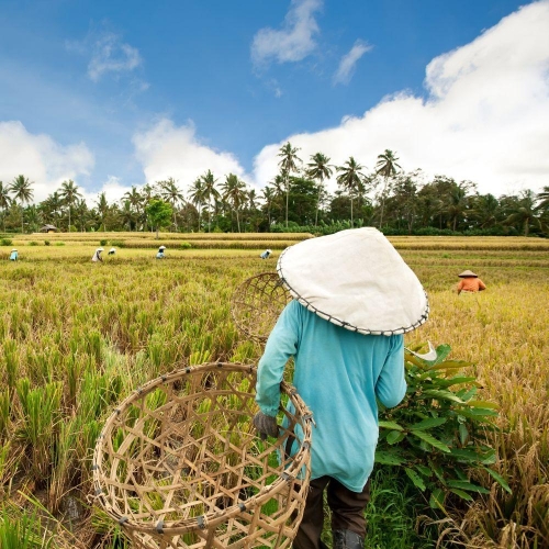 Resilient Sisterhood: Indigenous Women and Adaptation to Climate Change in Indonesia